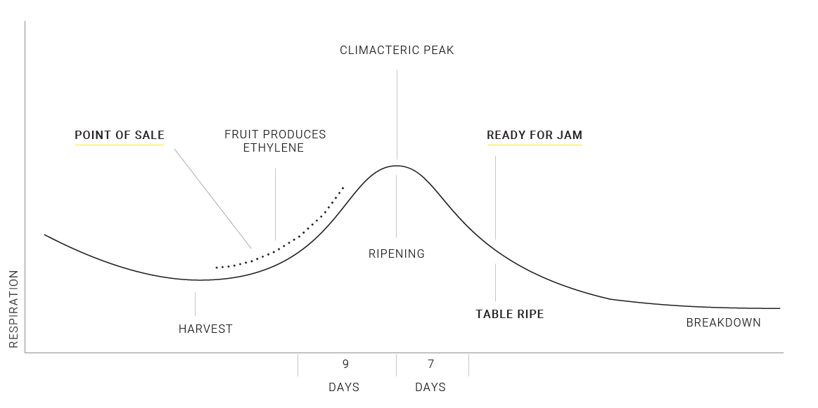 RJ_Rejam Ethylene Diagram_final-01